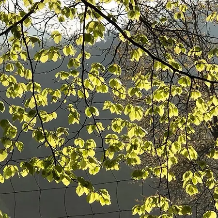 Rustikale Holzhutte * Kaiserslautern